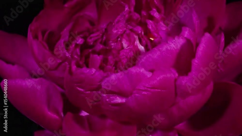 close up of pink flower