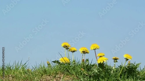 yellow flowers on blue sky background