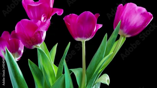pink tulips on black background