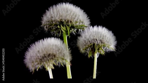 dandelion on black