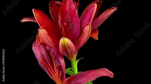 pink lily flower
