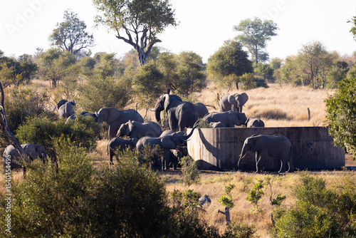 Canvas Print a breeding herd of African elephants at a dam