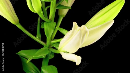 white lily flower