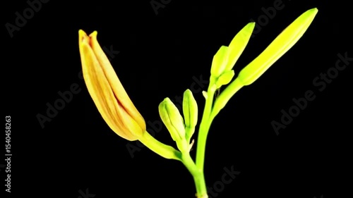 yellow lily flower