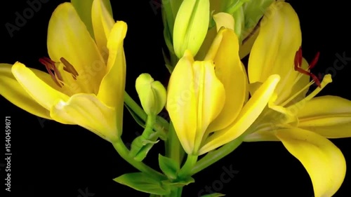 yellow lily flower