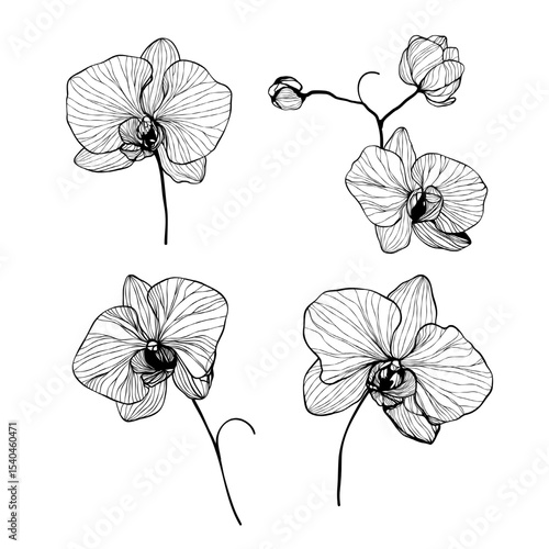 vector illustration of orchid flowers. Elegant  flowers in black line art. Botanical vector illustration set on white background. 