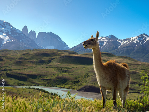 Foto Guanaco in the Torres del Paine national park