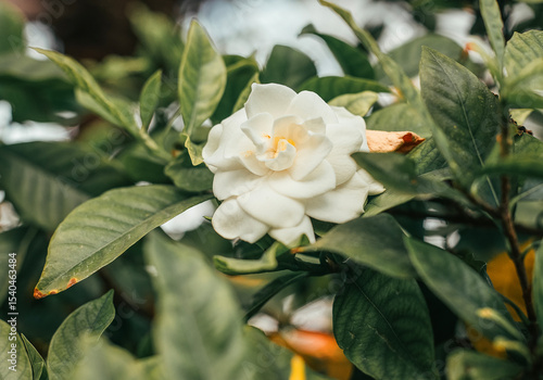 Obraz na płótnie A delicate white flower gardenia blooms amidst glossy green leaves, creating a striking contrast