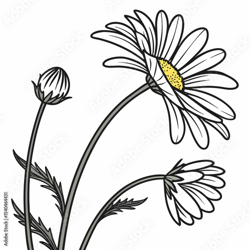 vector illustration of common daisies
