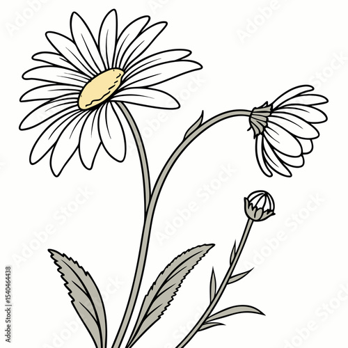 vector illustration of  common daisies