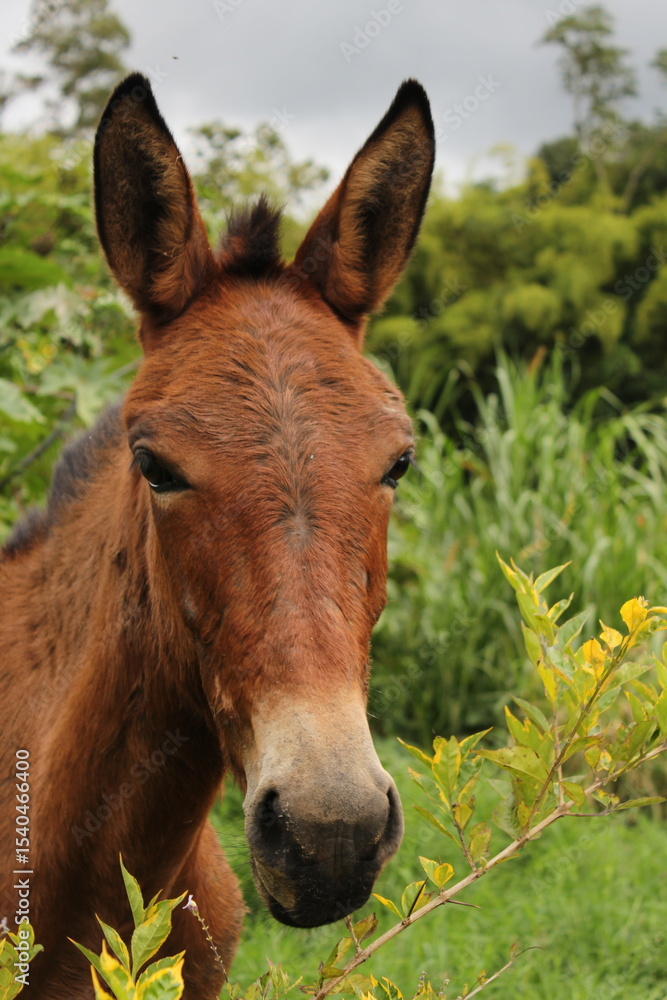 Fototapeta premium Cabeza de mula marrón en campo natural