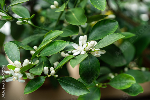 Blooming citrus calamondin tree with fragrant scented flowers at home. Flowering houseplant Tangerine closeup. Indoor gardening concept. 
