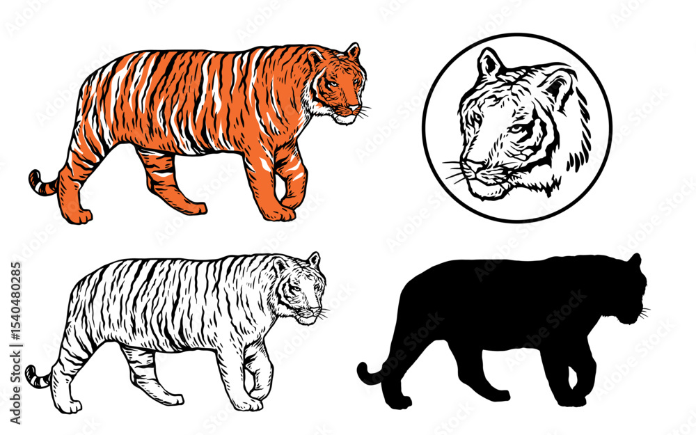 Fototapeta premium set of tiger vector illustration