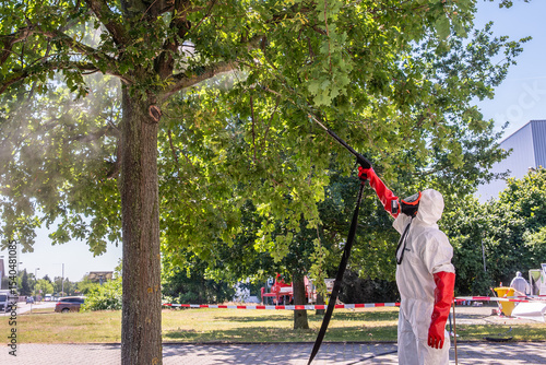 Entfernen von Eichenprozessionsspinner durch heißes Wasser