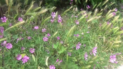 Wallpaper Mural Mallow flowers in nature. Delicate purple flowers of beautiful and powerful mallow grow among the ears of roadside grass. Wind from passing cars shakes flowers in different directions Torontodigital.ca