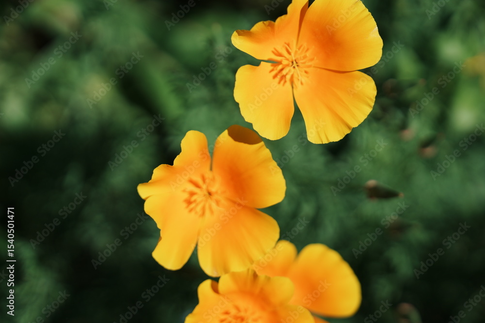 flower in garden flower in garden