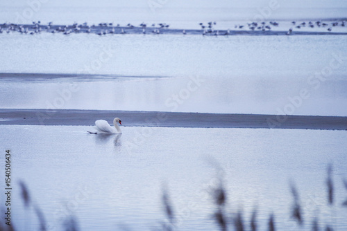 swans on the lake