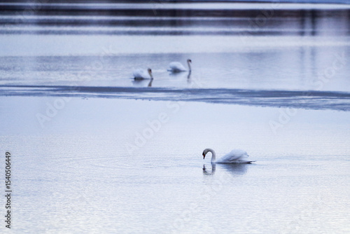 swans on the lake