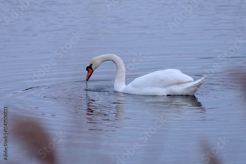 swan on the lake