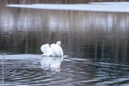 swan on the lake