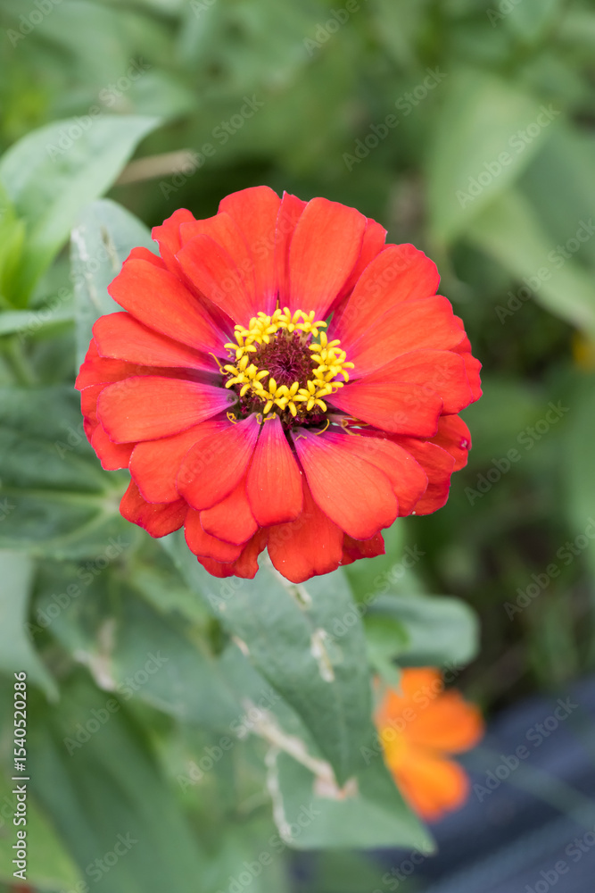 Beautiful Zinnia (Zinnia elegans) flower. Beautiful Zinnia (Zinnia elegans) flower.