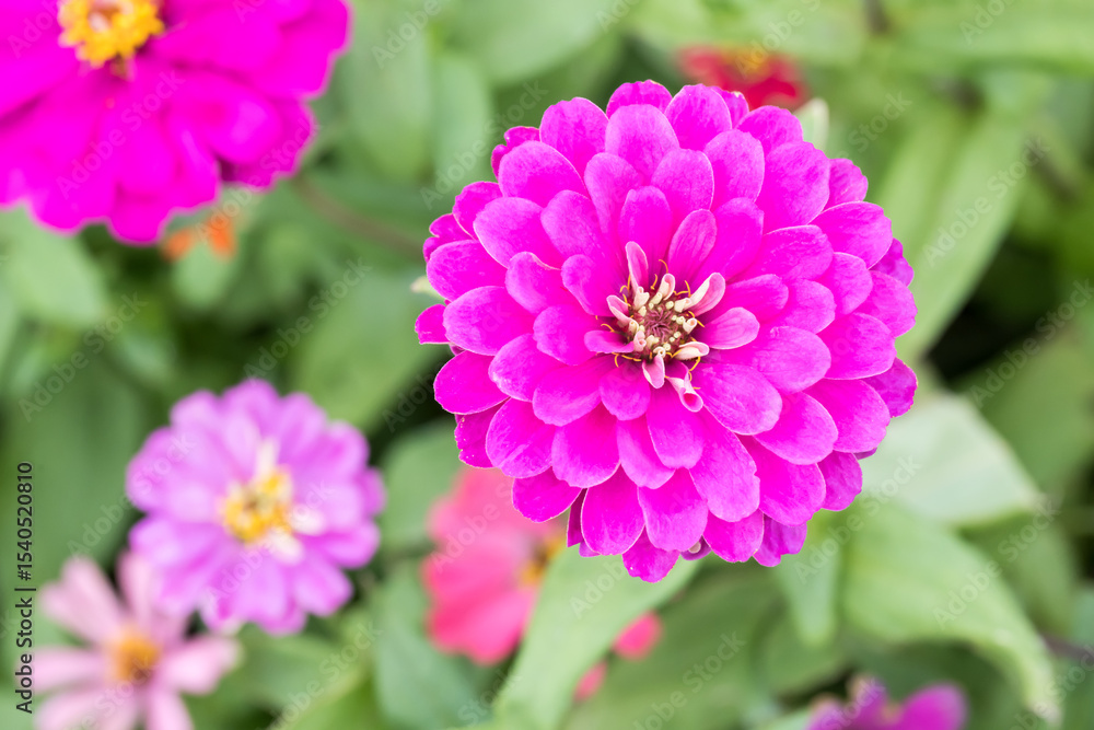 Beautiful Zinnia (Zinnia elegans) flower. Beautiful Zinnia (Zinnia elegans) flower.