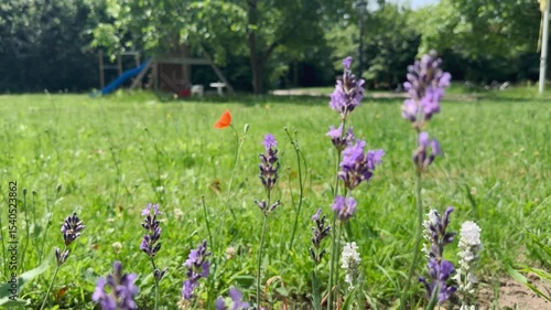 beautiful various flowers in the garden near the field