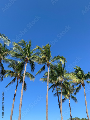 Wallpaper Mural Tropical Palm Trees Against a Clear Blue Sky Torontodigital.ca