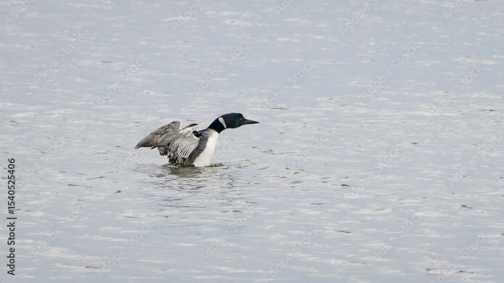 Fototapeta premium Common loon spreadings its wings on the river on a spring early evening