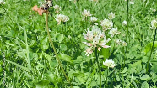 beautiful various flowers in the garden near the field