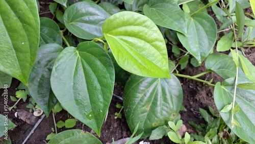 Wallpaper Mural Close Up of Aromatic Green Betel Leaves, Piper Betle Herb Growing on Soil, Glossy Traditional Plant Used in Asian Culture and Herbal Remedies Torontodigital.ca