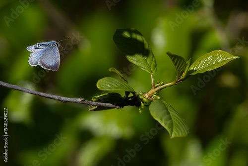 Billede på lærred female holly blue (celastrina argiolus) in flight going to lay eggs on the leave