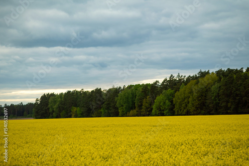 Fototapeta Naklejka Na Ścianę i Meble -  Yellow rapeseed field at sunset with forest on horizon, beautiful summer countryside landscape