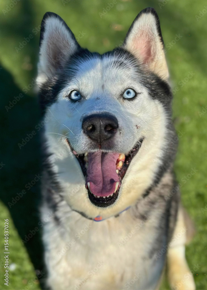 Siberian Husky with Blue Eyes Smiling Upward Siberian Husky with Blue Eyes Smiling Upward