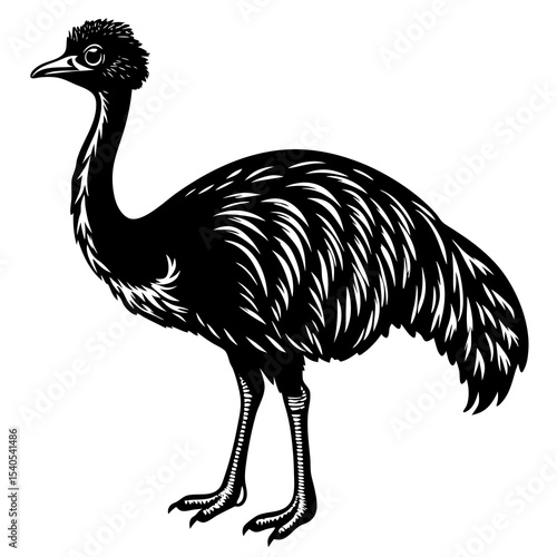 ostrich isolated on white