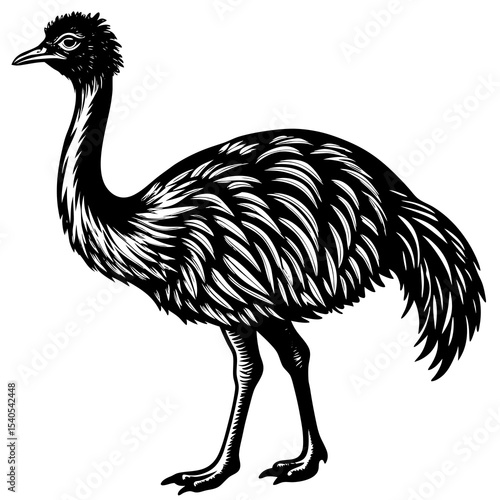 ostrich isolated on white background