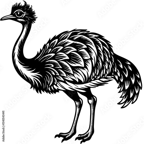 ostrich isolated on white background
