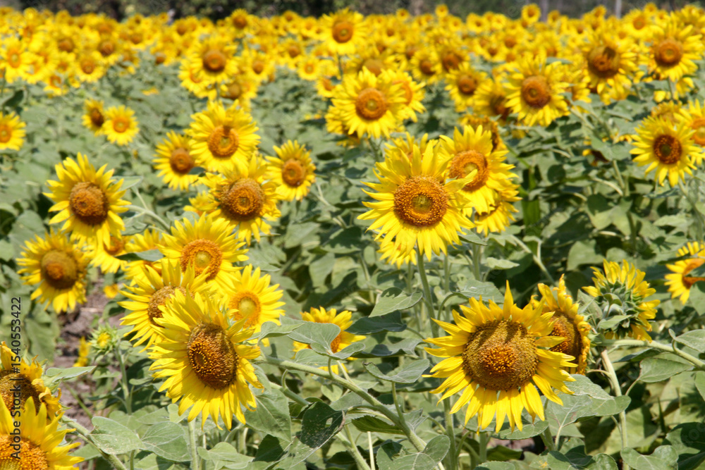 The sunflower fields in Lopburi, Thailand The sunflower fields in Lopburi, Thailand