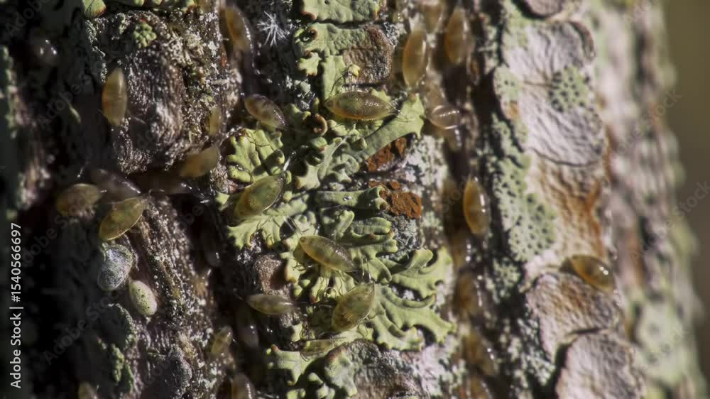 Tiny Scales Insects Thriving On Tree Bark In Natural Habitat Tiny Scales Insects Thriving On Tree Bark In Natural Habitat