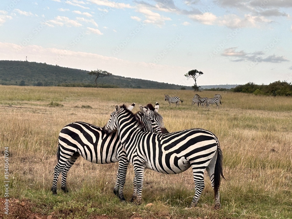 Obraz premium zebras in the serengeti national park