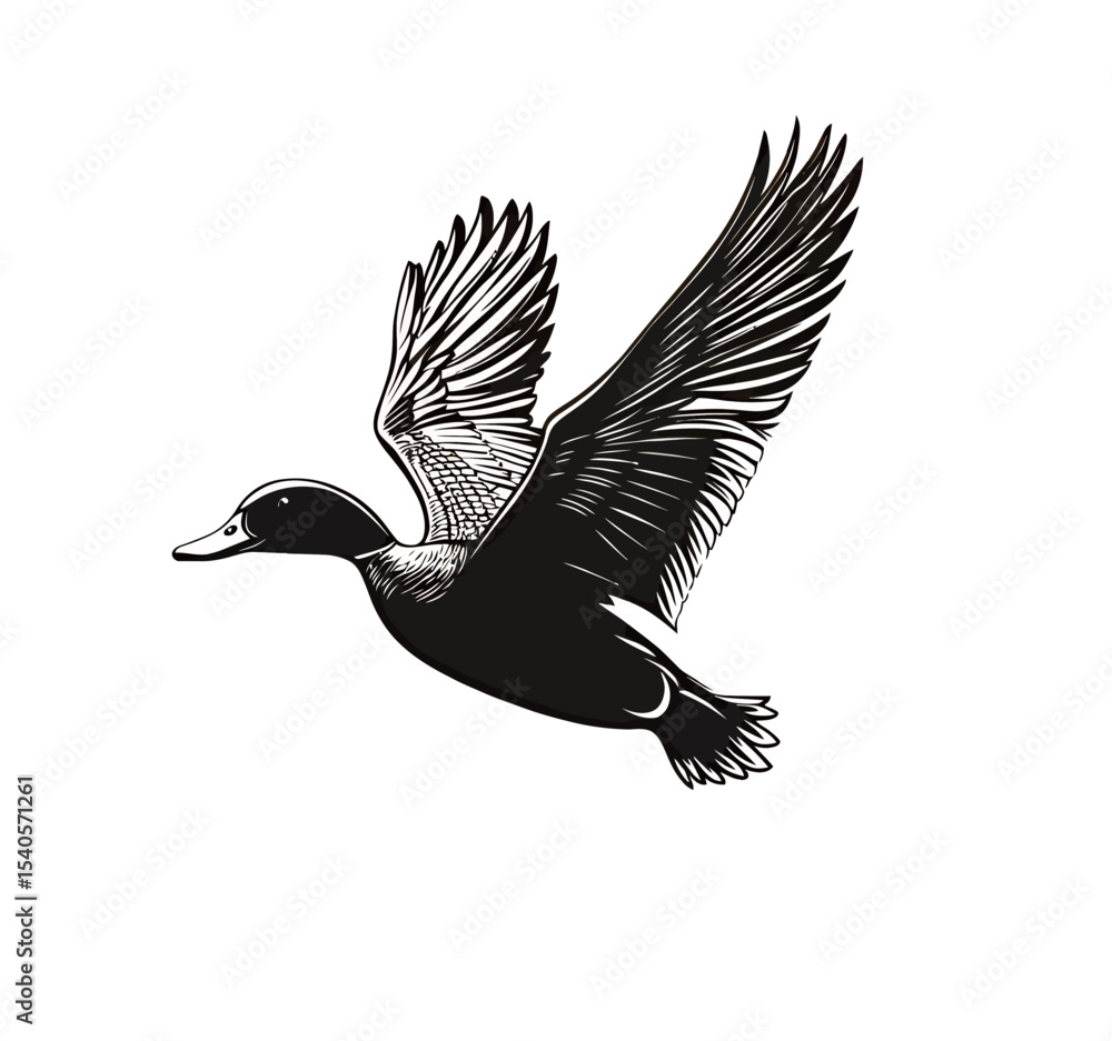 Fototapeta premium Detailed illustration of a flying duck in black and white.