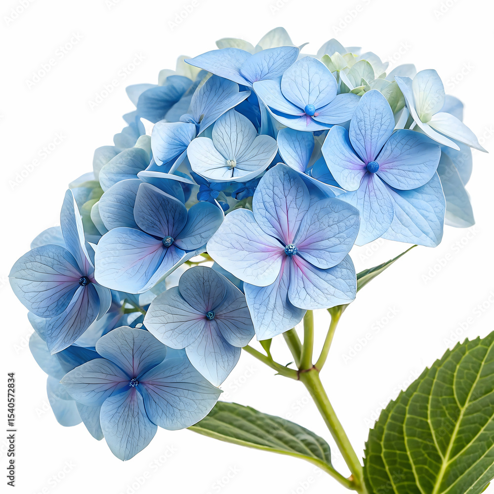Fototapeta premium Blue hydrangeas isolated on transparent background 
