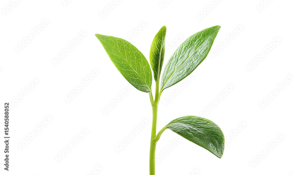 Young plant sprout with fresh leaves, isolated on transparent background. Young plant sprout with fresh leaves, isolated on transparent background.