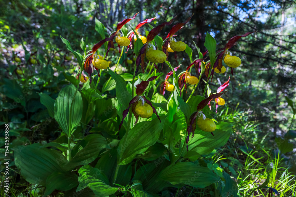 Obraz premium Sabots de Vénus, plante rare.