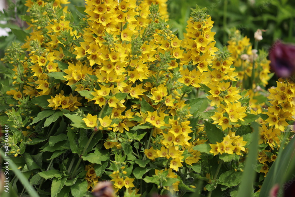 Obraz premium Flowering yellow loosestrife (Lysimachia punctata) in summer garden