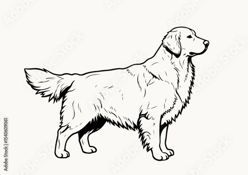 Golden Retriever stencil line art black and white vector illustration isolated on white background