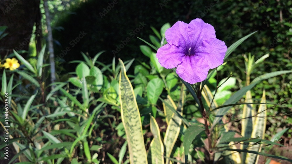 Blooming Purple Kencana Ungu Flower Ruellia simplex Macro Photo in Outdoor Tropical Garden with Fine Petal Details Blooming Purple Kencana Ungu Flower Ruellia simplex Macro Photo in Outdoor Tropical Garden with Fine Petal Details