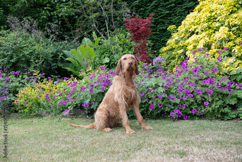 wire haired vizsla sitting in a garden