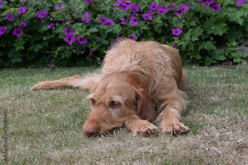 wirehaired Vizsla laying on  the grass