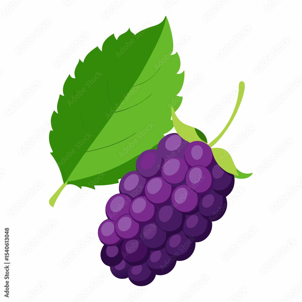 Fototapeta premium grapes vector illustration